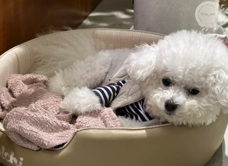 발레드무이 이미지