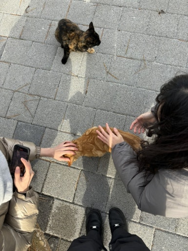 치어리 이미지