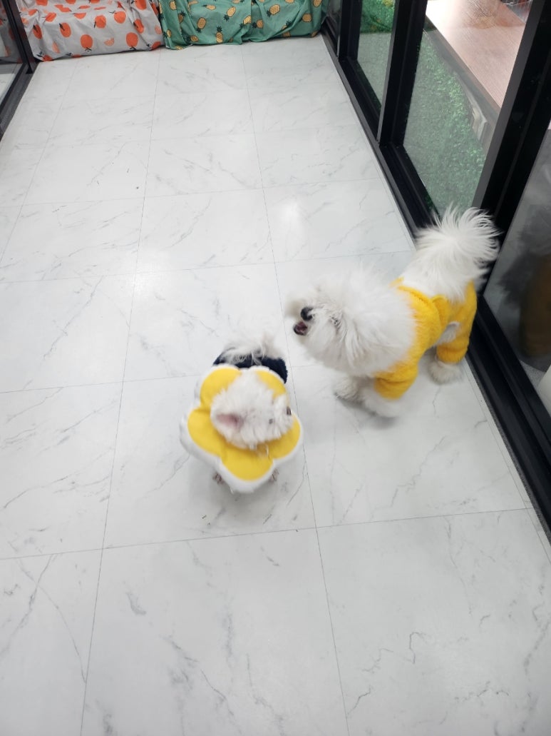 오백샵 이미지