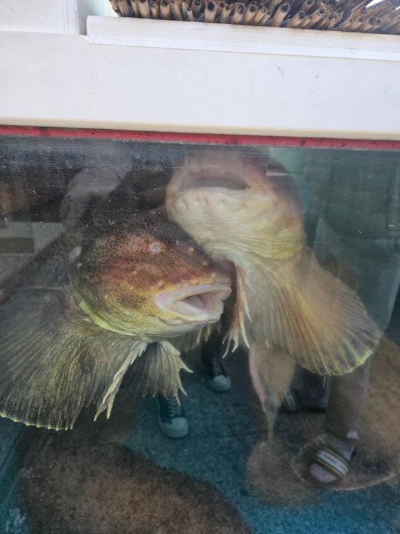 포항물곰 이미지