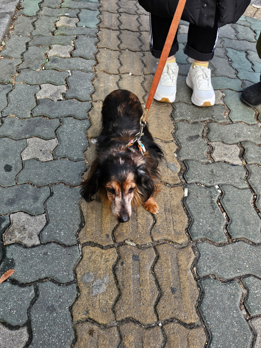 닥스훈트(DACHS HUND) 이미지
