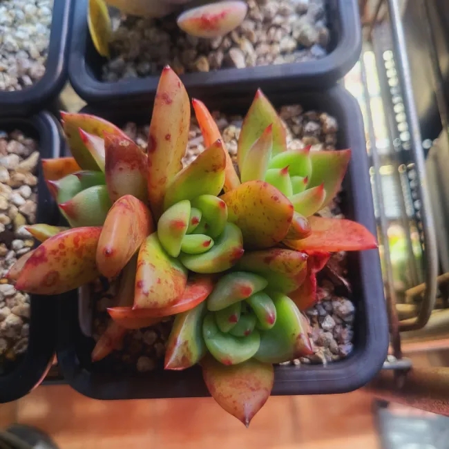 신디다육 이미지