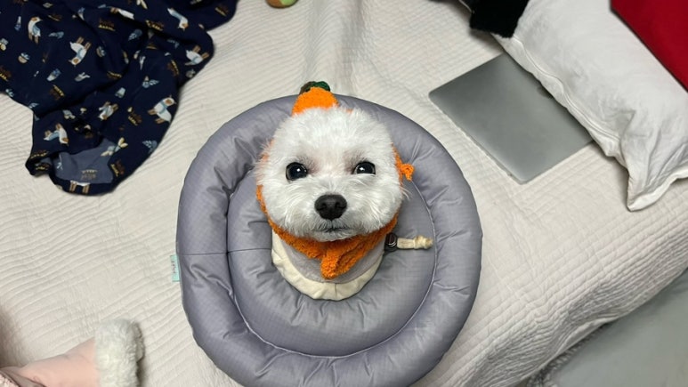 최가네칼국수 이미지