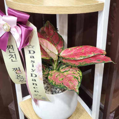 데이지댄스스튜디오 이미지