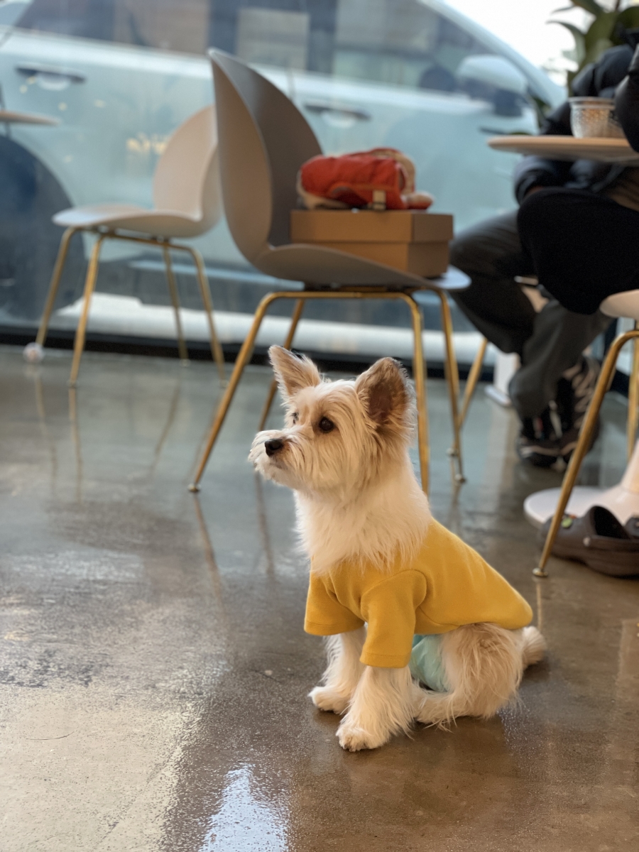 더카페구미 이미지