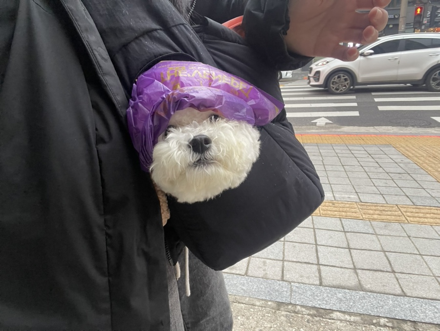 강남 다펫 강아지 돌봄 및 산책 서비스 이용 후기 — 사진 8