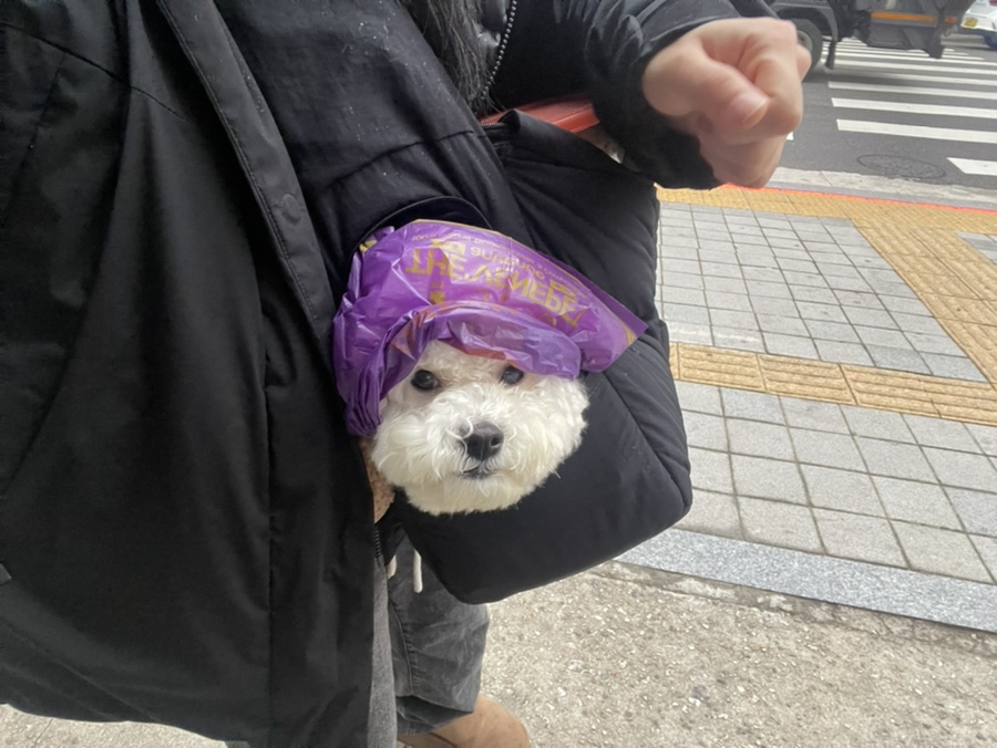 강남 다펫 강아지 돌봄 및 산책 서비스 이용 후기 — 사진 9