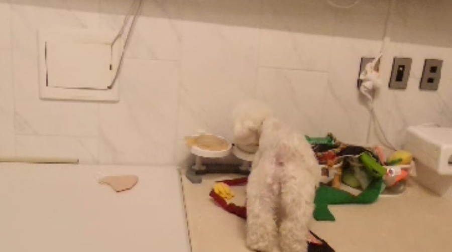 강남 다펫 강아지 돌봄 및 산책 서비스 이용 후기 — 사진 7