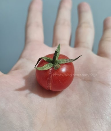 코레마 이미지