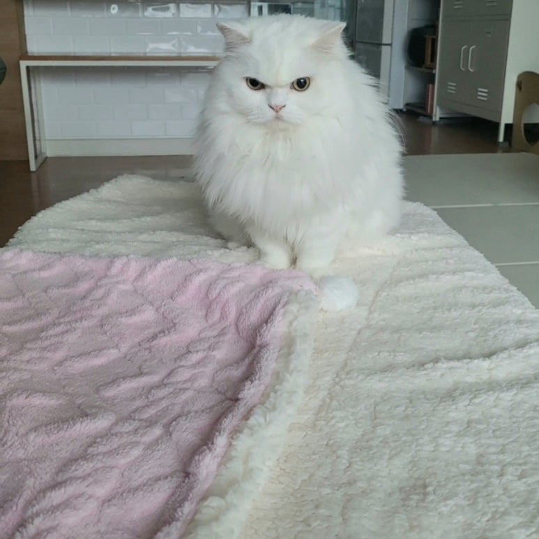 보드미펫 이미지