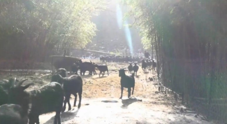 산골흑염소 이미지