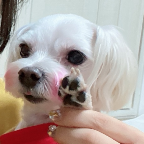 슈바이탈 이미지