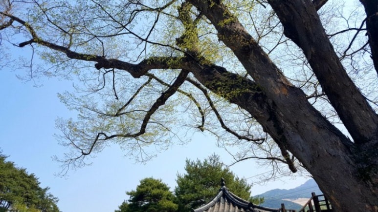 느티나무cafe 이미지