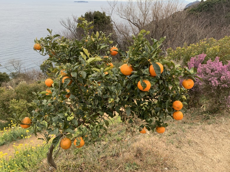 코다하우스 이미지