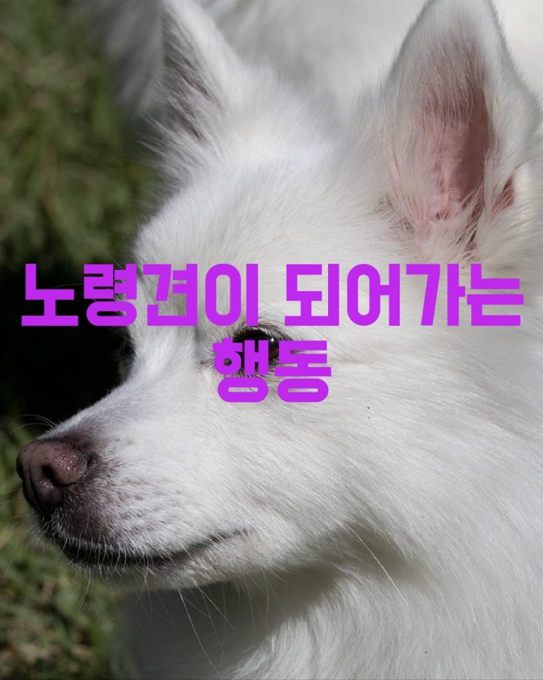 노령견이 되어가는 행동