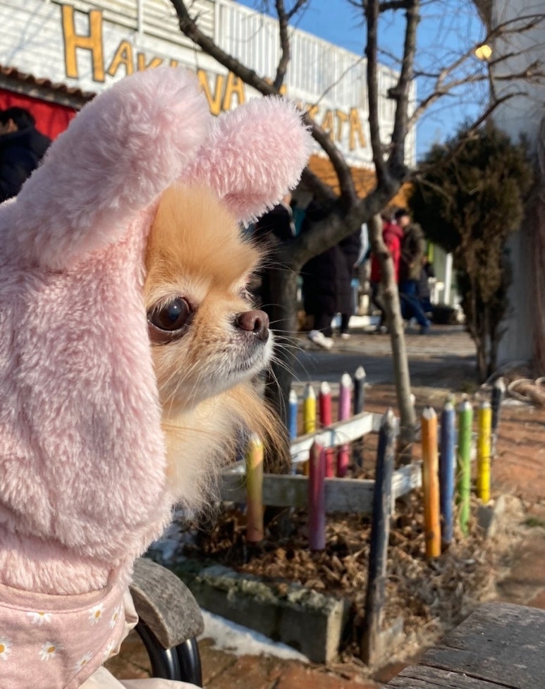 이브다방 이미지