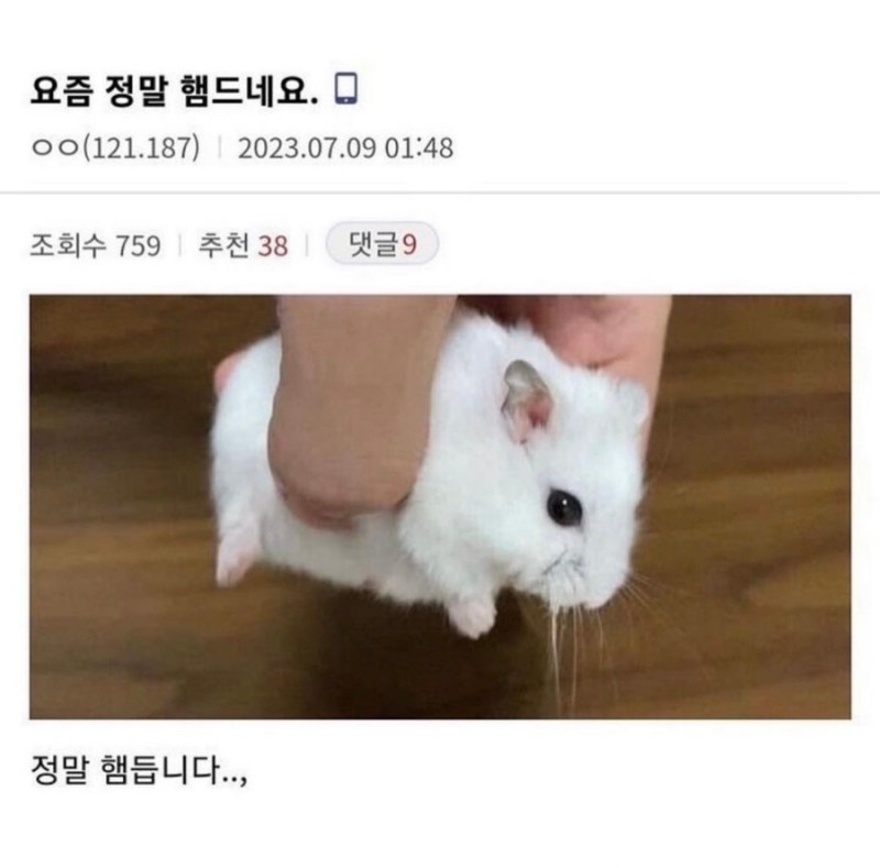 매일 크리스마스 이미지