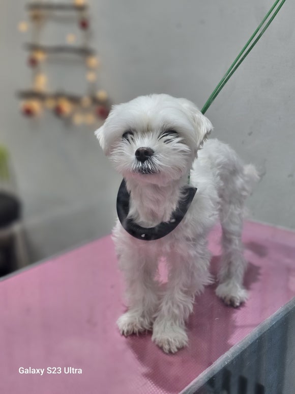 요미살롱 이미지