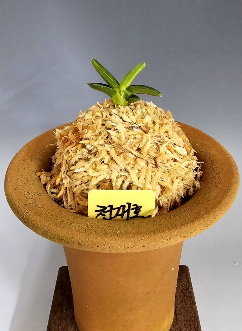 천재호 이미지