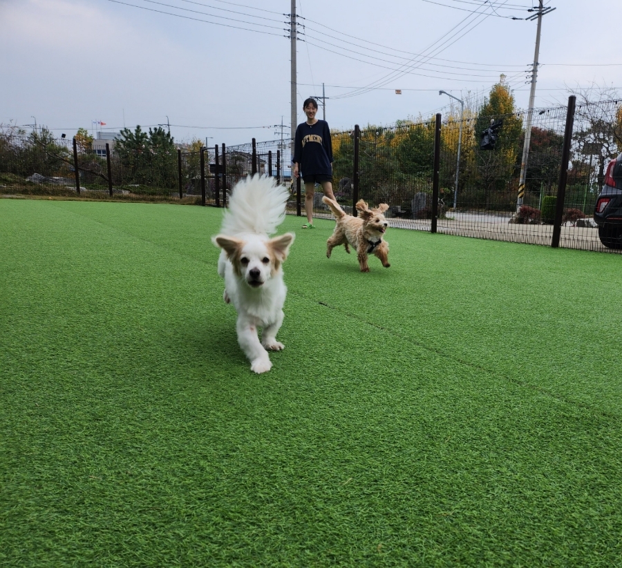 카페리브어스 이미지