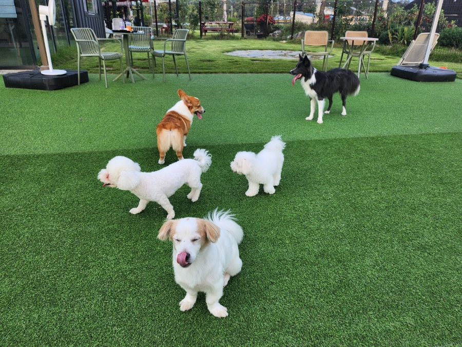카페리브어스 이미지