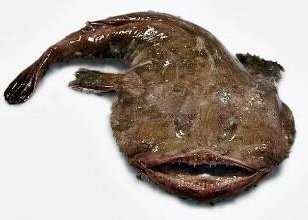 삼양동 삼다도 아구탕 이미지