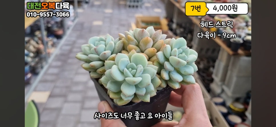 오복다육 이미지