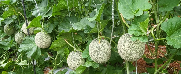 만암농장 이미지