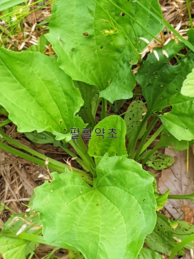 변약초 이미지