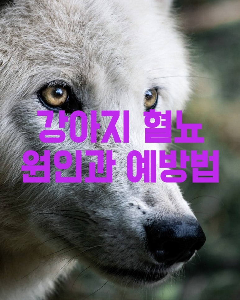 강아지 혈뇨 원인과 예방법