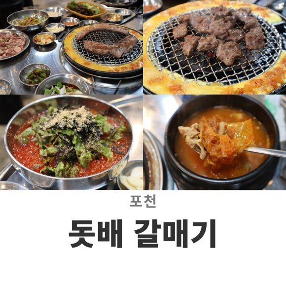 돗배갈매기 이미지