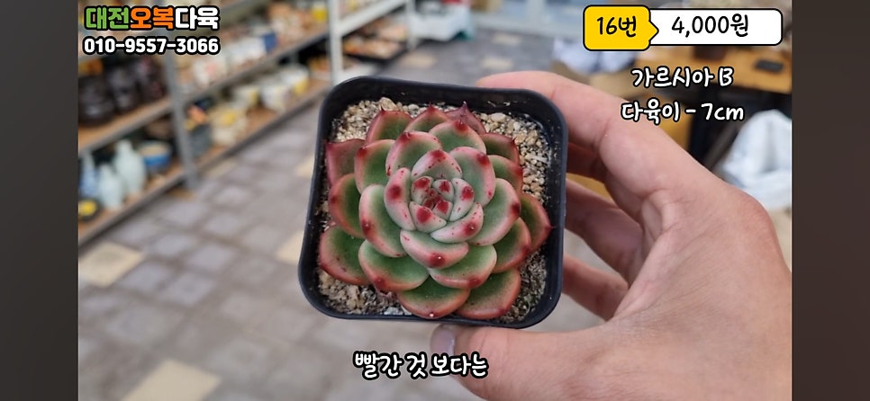 오복다육 이미지