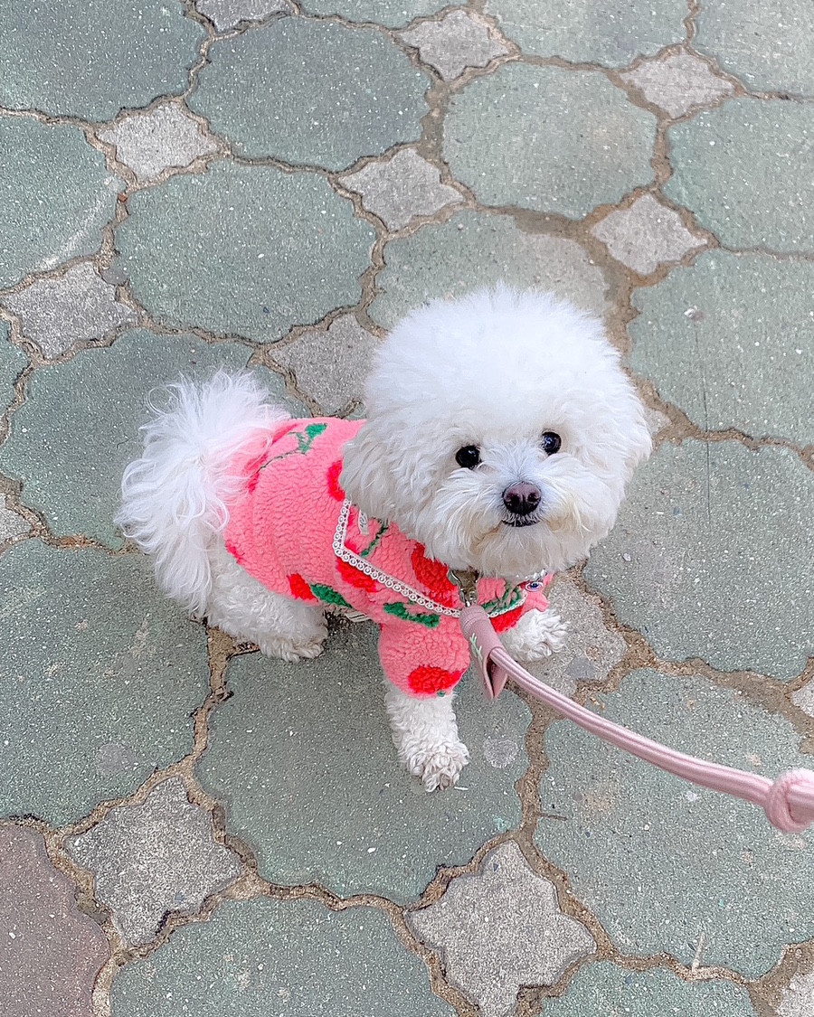 체리세라 이미지