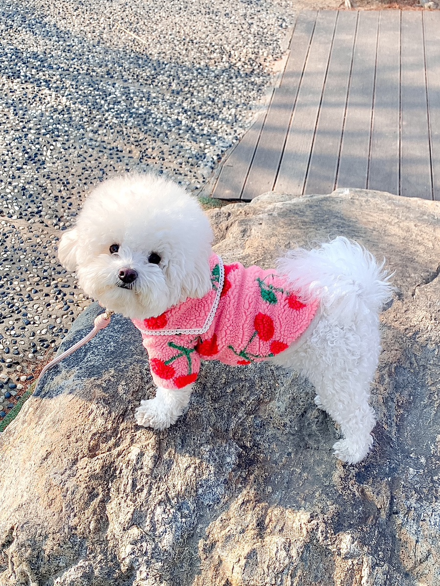 체리세라 이미지