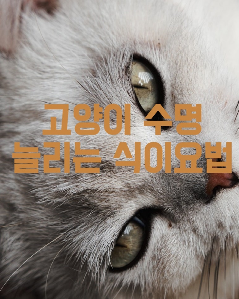 고양이 수명 늘리는 식이방법