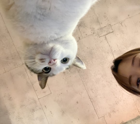 테디스테디고 이미지