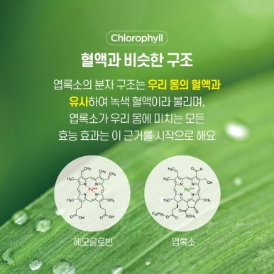 트루그린 이미지
