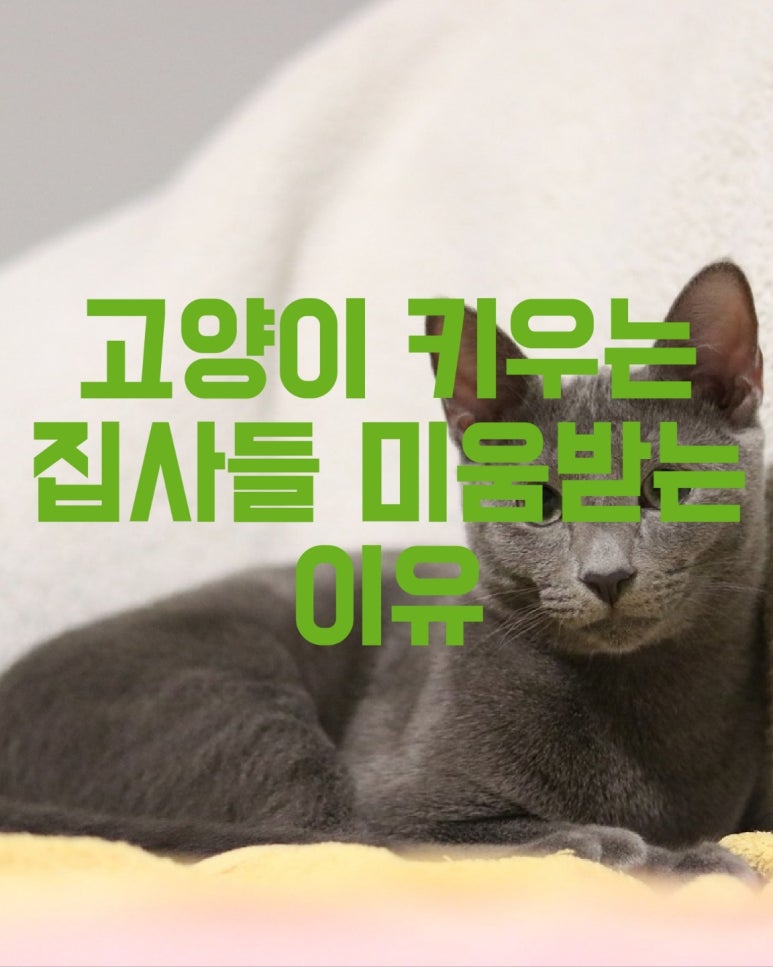 고양이 키우는 집사들 미움 받는이유
