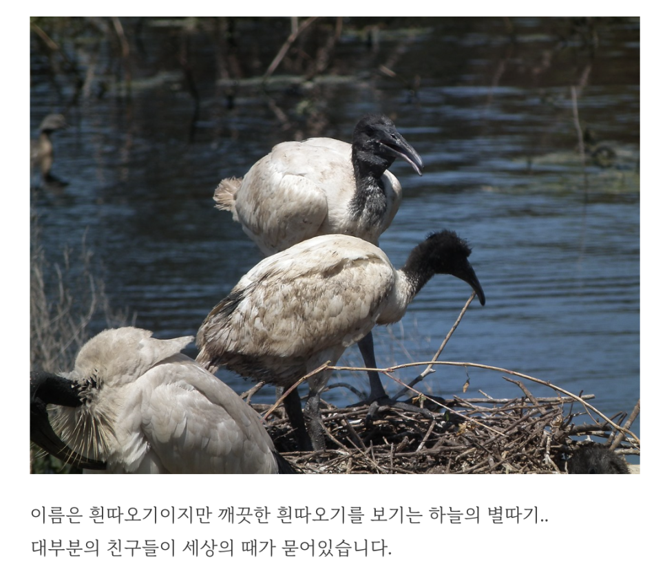 아이코닉몰 이미지