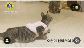 오손 이미지