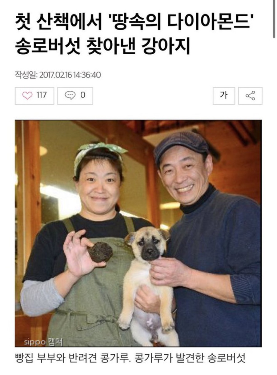 카포 이미지
