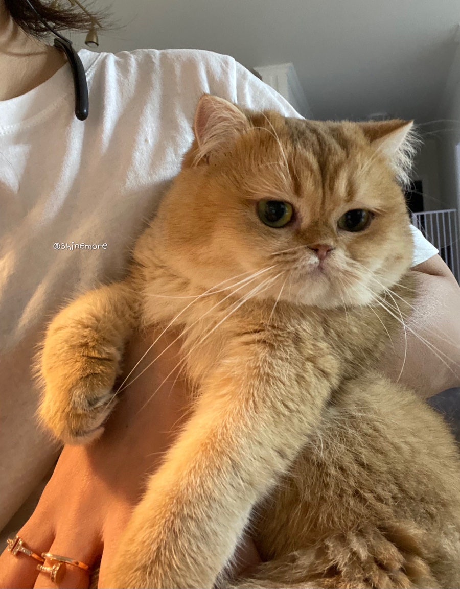 샤인모어 이미지