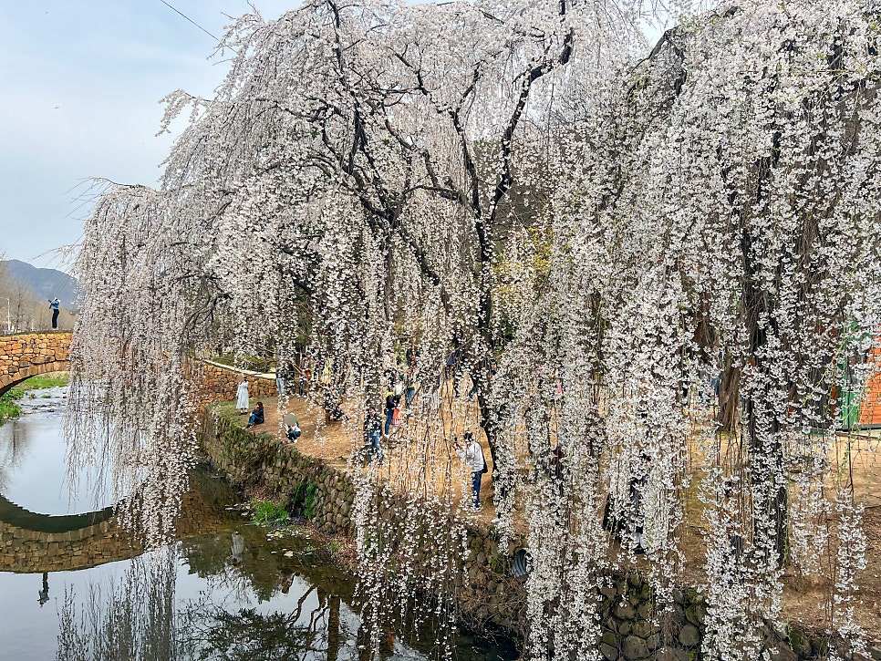 영산주 이미지