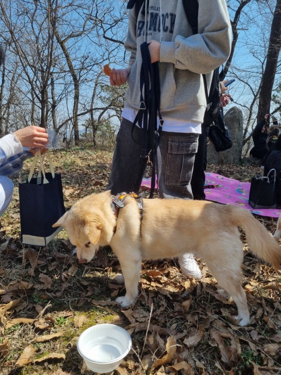 봄날의소풍 이미지