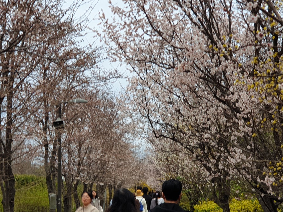 봄꽃한의원 이미지