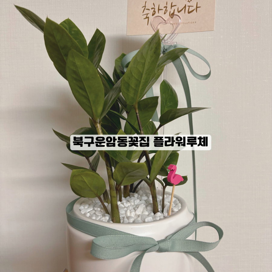 플라워루체 이미지