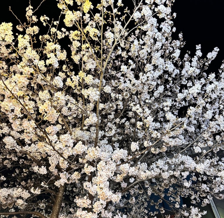 혜봄 이미지