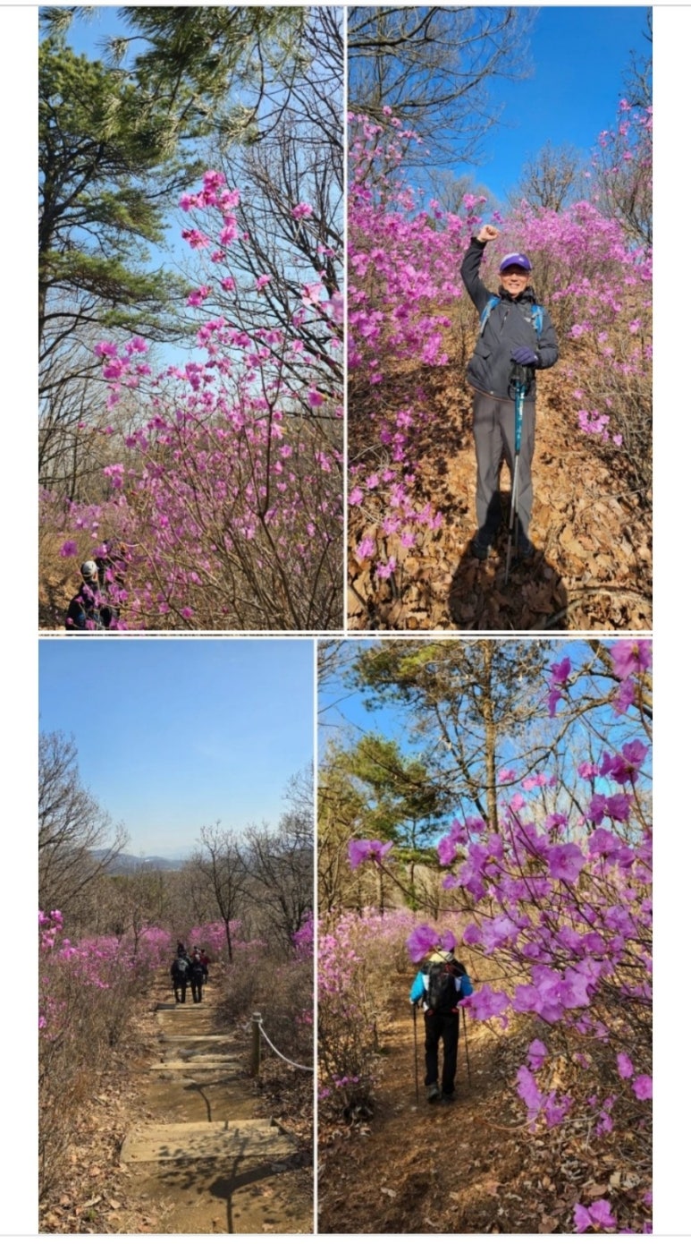 진달래밥상 이미지