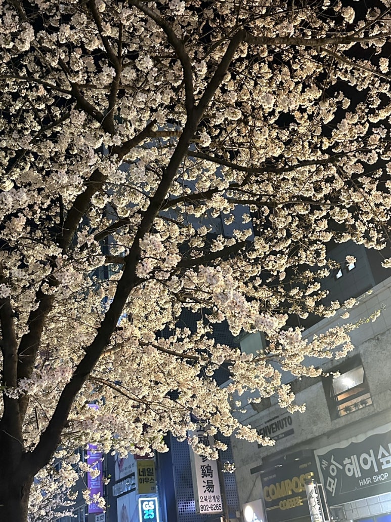 벚꽃포장마차 이미지