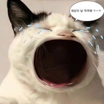 하우어바웃 이미지